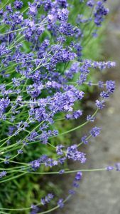 lavender, flowers